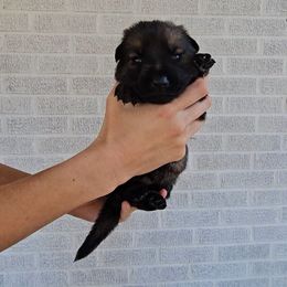 Tippi Hedren - Sable female German Shepherd puppy in Winston Salem, North Carolina from Samtastic Shepherds