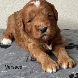 Versace - Red  female Goldendoodle puppy in Colorado Springs, Colorado from Pikes Peak Doodles