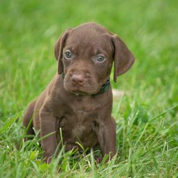 German Shorthaired Pointer and Vizsla Puppies from Nosam kennels