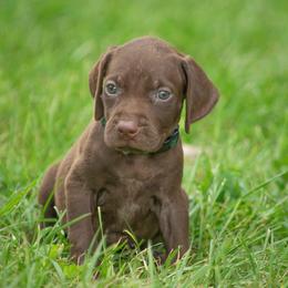 German Shorthaired Pointer and Vizsla Puppies from Nosam kennels