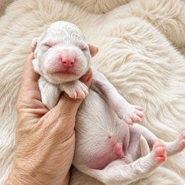 Birch - Parti male Goldendoodle puppy in Gilbert, Arizona from Doodle Bliss