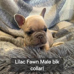 Boy 1 - Fawn male French Bulldog puppy in Grand Junction, Colorado from Elisabeth's Frenchies