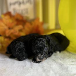 Poodle All Grown Up from Parti-Pawz