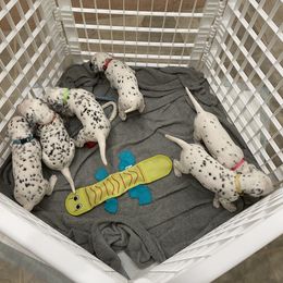 Dalmatian Puppies from Blue Moon Dalmatians