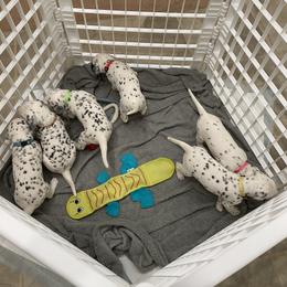 Dalmatian Puppies from Blue Moon Dalmatians