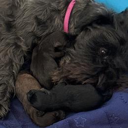 Lily - Miniature Schnauzer