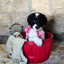 Captain Marvel - Black and white female Sheepadoodle puppy in Ashton, Idaho from Kerr Kanine Ranch