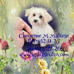 Cheyenne - White male Maltese puppy in Silverhill, Alabama from Malteseuluv’s Tiny Treasurers