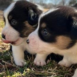 Pembroke Welsh Corgis from Bourbon Corgis
