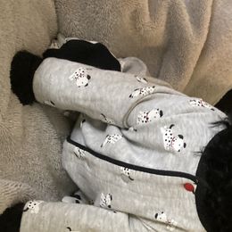 Boy 1 - Poodle puppy in Sherman, Texas from Ruth’s Poodles
