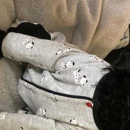 Boy 1 - Poodle puppy in Sherman, Texas from Ruth’s Poodles