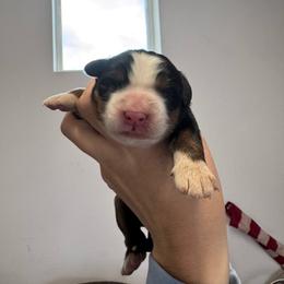 Rain - Black rust and white female Bernese Mountain Dog puppy in Enterprise, Utah from High Desert Bernese