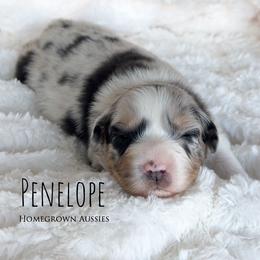 Penelope - Blue merle female Australian Shepherd puppy in Yarmouth, Iowa from HomeGrown Aussies