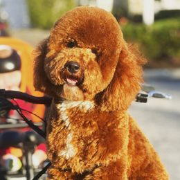 Monroe - Goldendoodle