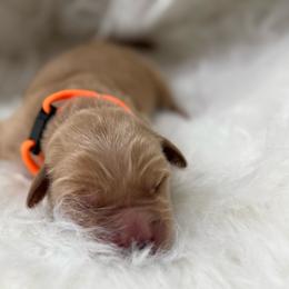 Orange - Dark golden male Golden Retriever puppy in Yakima County, Washington from Saddle Rock Kennels