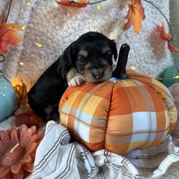 Peony - Black and tan female Morkie puppy in Lawrenceville, Georgia from Georgias Finest Puppies