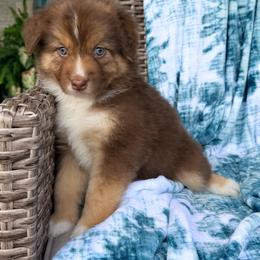 Indy - Red tri-color female Australian Shepherd puppy in Oxford, Florida from SoCo Aussies