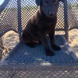 Blue - Black male German Shepherd puppy in Cochise, Arizona from Freiheit Von Himmel  Shepherds