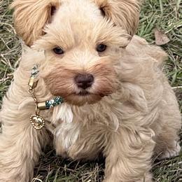 Teddy Ruxpin - Wheaten male Miniature Schnauzer puppy in Groesbeck, Texas from Ranch 4M