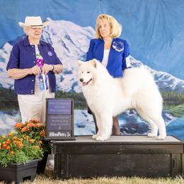 Mango - Samoyed