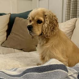 Cocker Spaniels and Shih Tzus from Northstar Shih Tzu