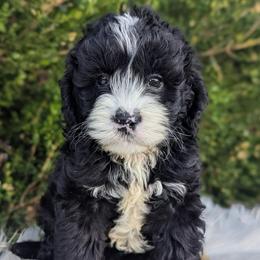 Kali - Black and white female Cockapoo puppy in Salt Lake City, Utah from Utah Cocker Spaniels