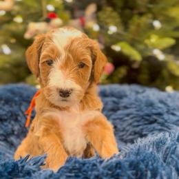 Friend Owl - Red  male Goldendoodle puppy in Sulphur, Louisiana from Curly Q’s Of Carlyss
