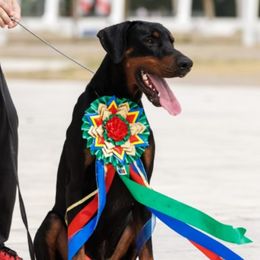 Solo - Doberman Pinscher