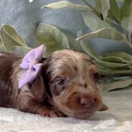 Girl 3 - Chocolate and tan female Dachshund puppy in Mt. Sterling, Illinois from Doxie Do's