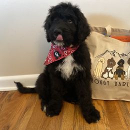 Bernedoodle Puppies from Doggy Darlins
