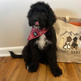 Bernedoodle Puppies from Doggy Darlins