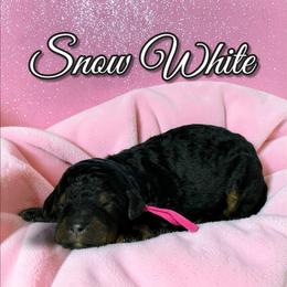 Snow White - Phantom female Poodle puppy in Pink Hill, North Carolina from Boodle's Standard Poodles