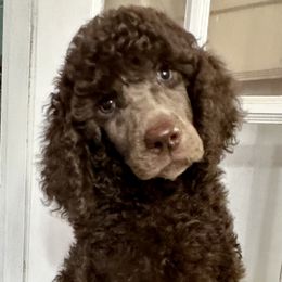 Poodle Puppies from Deblyns Poodles