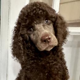 Poodle Puppies from Deblyns Poodles