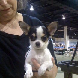 Chihuahua All Grown Up from Kemar