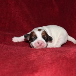 Twist Girl 1 - White and tan female Russell Terrier puppy in Middletown, Virginia from DBF Russell Terriers