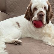 Tessa - Clumber Spaniel