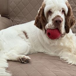 Tessa - Clumber Spaniel