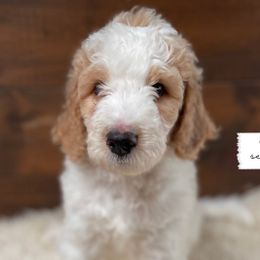 Opossum - Phantom Goldendoodle puppy in Conway, New Hampshire from Arbor Grace Doodles