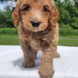 Sunny - Apricot female Labradoodle puppy in Lowville, New York from Adirondack Labradoodles