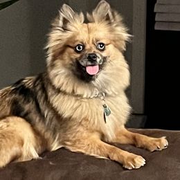 Pomeranians from The Pom Squad