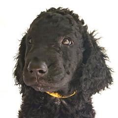 Curly-Coated Retriever Puppies from Tyneside Curlies