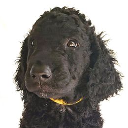 Curly-Coated Retriever Puppies from Tyneside Curlies
