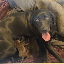 Kumi - Labrador Retriever