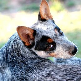 American Corgis, Australian Cattle Dogs, Companion Crosses, and Pembroke Welsh Corgis from Sweet & Salty Cowdogs