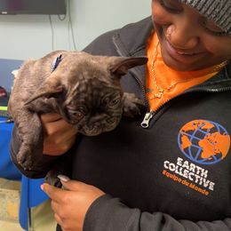 French Bulldog Puppies from Carter’s Kennel