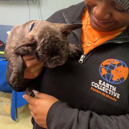 French Bulldog Puppies from Carter’s Kennel