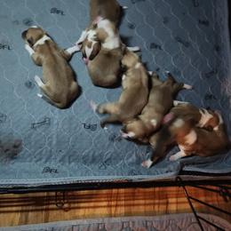 Girl 2 - White and red female Pembroke Welsh Corgi puppy in San Diego, California from San Diego Corgis