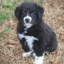 Noel - Black & white female Australian Shepherd puppy in Mocksville, North Carolina from Trailblazing Aussies