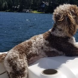 Aussiedoodles from Elk Mountain Doodles